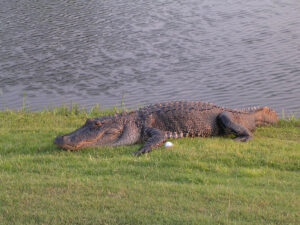 Alligators like golf